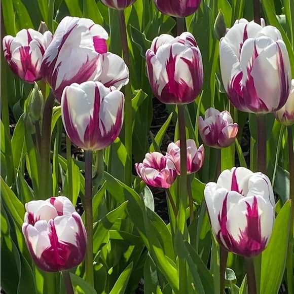 Meet your Posher, Kristina - Picture 6 of 8